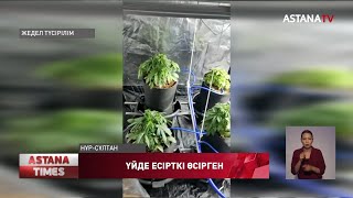 Елорда тұрғыны үйінде есірткі өсірген