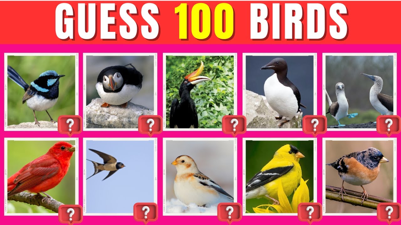 ёяжй Guess The Bird By Picture ёяжь Bird Family Quiz Guess The Bird Quiz