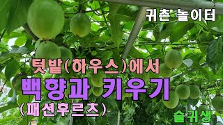 백향과(패션후르츠) 키우기