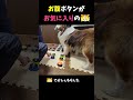 お腹ボタンがお気に入りのシェルティ【会話ボタンでしゃべる犬】 shorts dog