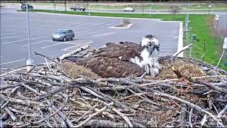 Hellgate Canyon Ospreys ~ Iris lays A 2nd egg, April 29, 2019 (long version)