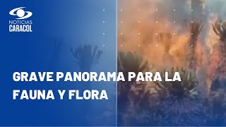 Incendios en Colombia: desgarradoras imágenes y cifras de animales afectados por las llamas