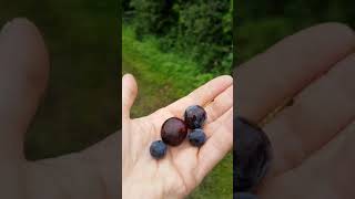 Big 'n' little sloes! Size DOES make a difference!