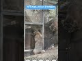 【マヌルネコ】父と子の対面‼︎ shorts 神戸どうぶつ王国 manul pallasscat マヌルネコ otocolobusmanul манул 兔猻　 zooanimals