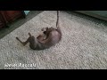 Weimaraner Puppy Performs Her Morning Back Scratch Ritual