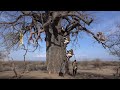 See what strategies do the African hunters use to climb the BIGGEST TREE of Africa (BAOBAB)| HADZABE
