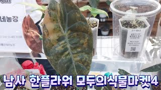 용인 남사 한플라워아울렛 모두의식물마켓4(모식마)🌿