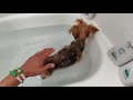 my dog is walking again!  DIY Bathtub Hydrotherapy WORKS!