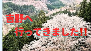 吉野へ桜を見に行ってきました‼️