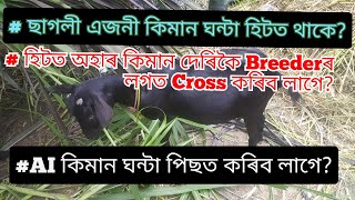 ছাগলী কিমান ঘন্টা হিটত থাকে? #assam_goat_farm #local_goat_farm #black_bengal_goat_farm