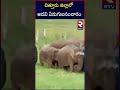 అటవీ ఏనుగుల సంచారం అధికం elephant halchal in chittoor district rtv