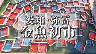 木枠の中ゆらゆら10万匹、金魚初市　愛知・弥富の市場　First Goldfish Market in Yatomi City, Aichi Prefecture