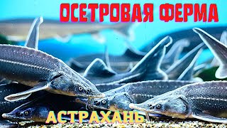 Осетровая ферма в Астрахани! Купить и поесть осетрину и чёрную икру!