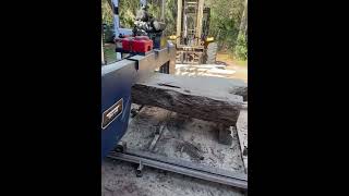 Sawing giant American Pecan / 72” tru cut bandsaw mill /