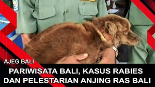 PARIWISATA BALI, KASUS RABIES DAN PELESTARIAN ANJING RAS BALI | AJEG BALI