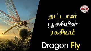 தட்டான் பூச்சியின் ரகசியம் தெரியுமா?|dragon fly |Tamil| SFIT