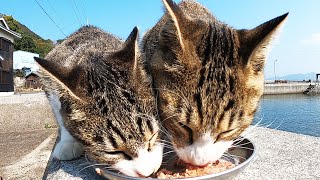 猫島でブサかわ猫をナデたらお腹をすかせたかわいい猫たちがきたのでカルカン(kalkan)を給餌したらガツガツ食べた 野良猫 感動猫動画 ASMR