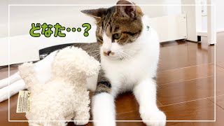 ビビり猫と犬の動くおもちゃ初対面で予想外の結果になりました。笑【4K猫動画】