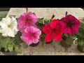 the best variety of petunias