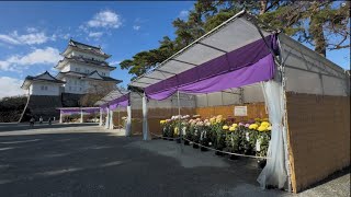 小田原城址公園 散歩　Odawara Castle Walk