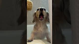 Funny dog singing in the shower! #dachshunds #funnydogs