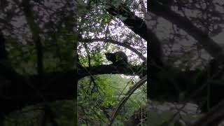 Rare Animal Civet Cat.  Sariska.  #sariska #shorts #video