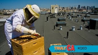 Plasticity | KQED Truly CA