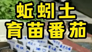 用蚯蚓养殖箱的黄金土来播种，就是最好没有之一。不接受反驳，杠就是你对哈哈哈哈。华南区的种植黄金季节即将来到，宝宝们可以开始播种番茄啦。