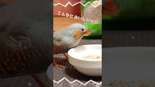 #shorts　ペレットポリポリキンカチョウ　Zebra finch that loves pellets