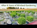 After Six Years of Minibed Gardening - An Update