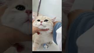 Meow Meow Billi|| My Cutie's routine visit to the vet .like subscribe❤️😻❤️#littlemao #cat#catlovers