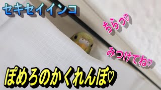 セキセイインコと一緒の生活・放鳥ぽめろ、今日もかくれんぼ♡　セキセイインコファミリーの日常を大公開・・・　まいにちが、ぼうけん大好きなセキセイインコです。