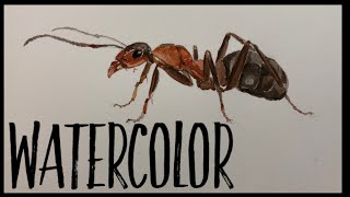 First Watercolor Painting time-lapse , Ant Drawing, Art