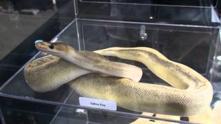 Calico Fire Ball Python HD!