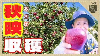 【美味】黒りんご！？秋映の収穫をしました！皆さんを代表して試食しておきました🍎　#りんご #秋の味覚 #りんご農家