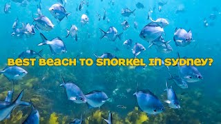 Snorkeling at Shelly Beach (4K)