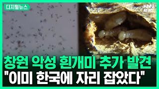 우리집에 흰개미가 바글바글? #디지털뉴스