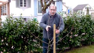 Schneiden im Garten 2011 Herr Inderkum 8v10 - Schnitt eines jungen Mirabellenbaums