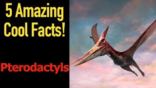 5 Fascinating Facts About Pterodactyls