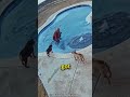 Woman Jumps into The Frozen Pool to Save Her Poor Dog! ♥