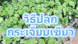 วิธีปลูกกระเจี๊ยบเขียว #กระเจี๊ยบเขียว #เกษตรบ้านนอก #เกษตรผสมผสาน