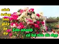 cách trồng hoa giấy ấn Độ lớn nhanh có bộ tàn dù đẹp