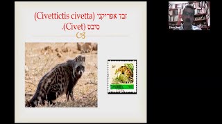 פרופ' זהר עמר – על הזבאד במסורת יהודי תימן