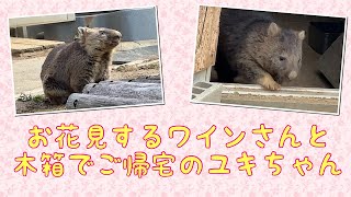 【wombat】お花見するワインさんと木箱でご帰宅のユキちゃん☆(Cherry-blossom viewing Wine and Yuki going home with wooden box)