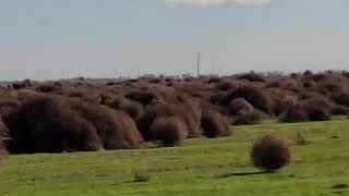 Tumbleweed Stampede