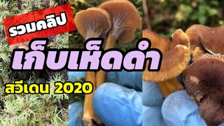 รวมคลิป เก็บเห็ดดำ 2020 เห็ดมันปูสีน้ำตาล Trattkantarell เก็บเห็ดต่างแดน |ไนท์สวีเดน