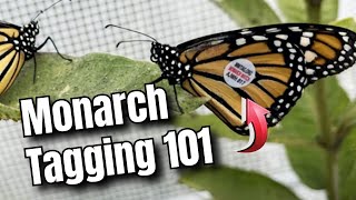Monarch Tagging For BEGINNERS - How to Tag a Monarch Butterfly