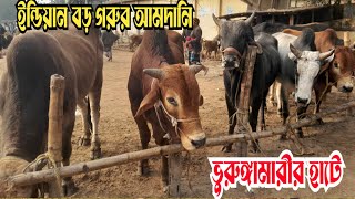 @ ৪ ফেব্রুয়ারি। ইন্ডিয়ান বড় বড় গরুর আম*দানি ভূরুঙ্গামারীর হাটে #গ্রাম_বাংলার_হাট_বাজার