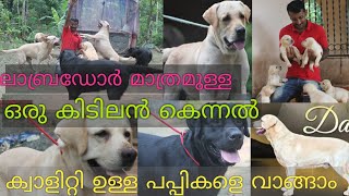 Labrador |കിടിലൻ ലാബ്രഡോറിനെ വാങ്ങാൻ  പറ്റിയ കെന്നൽ| Rottweiler|Doberman| Dogs malayalam|Dogs kerala