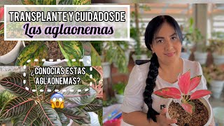 TIPOS DE AGLAONEMAS  y sus cuidados | Riego, iluminación y reproducción.🪴